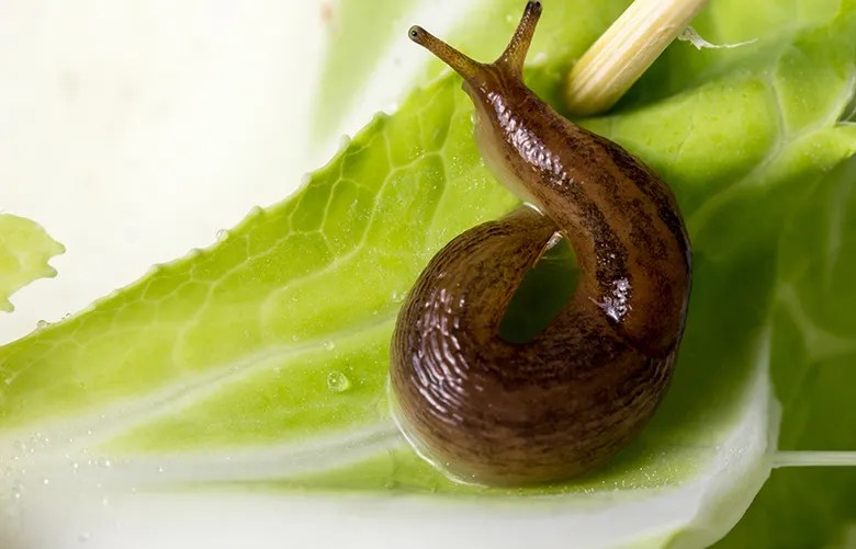 23 Effective Ways on How to Get Rid of Slugs in The House Deluxe House