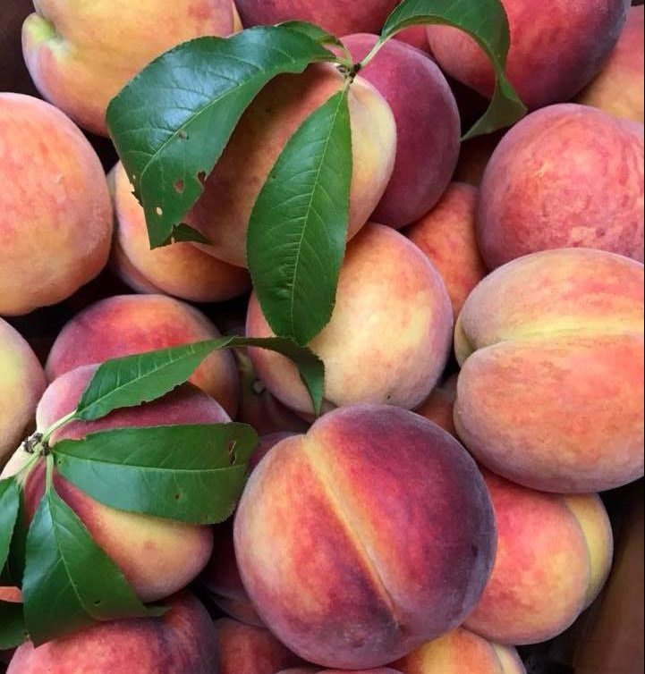 PYO Peaches Demarest Farms