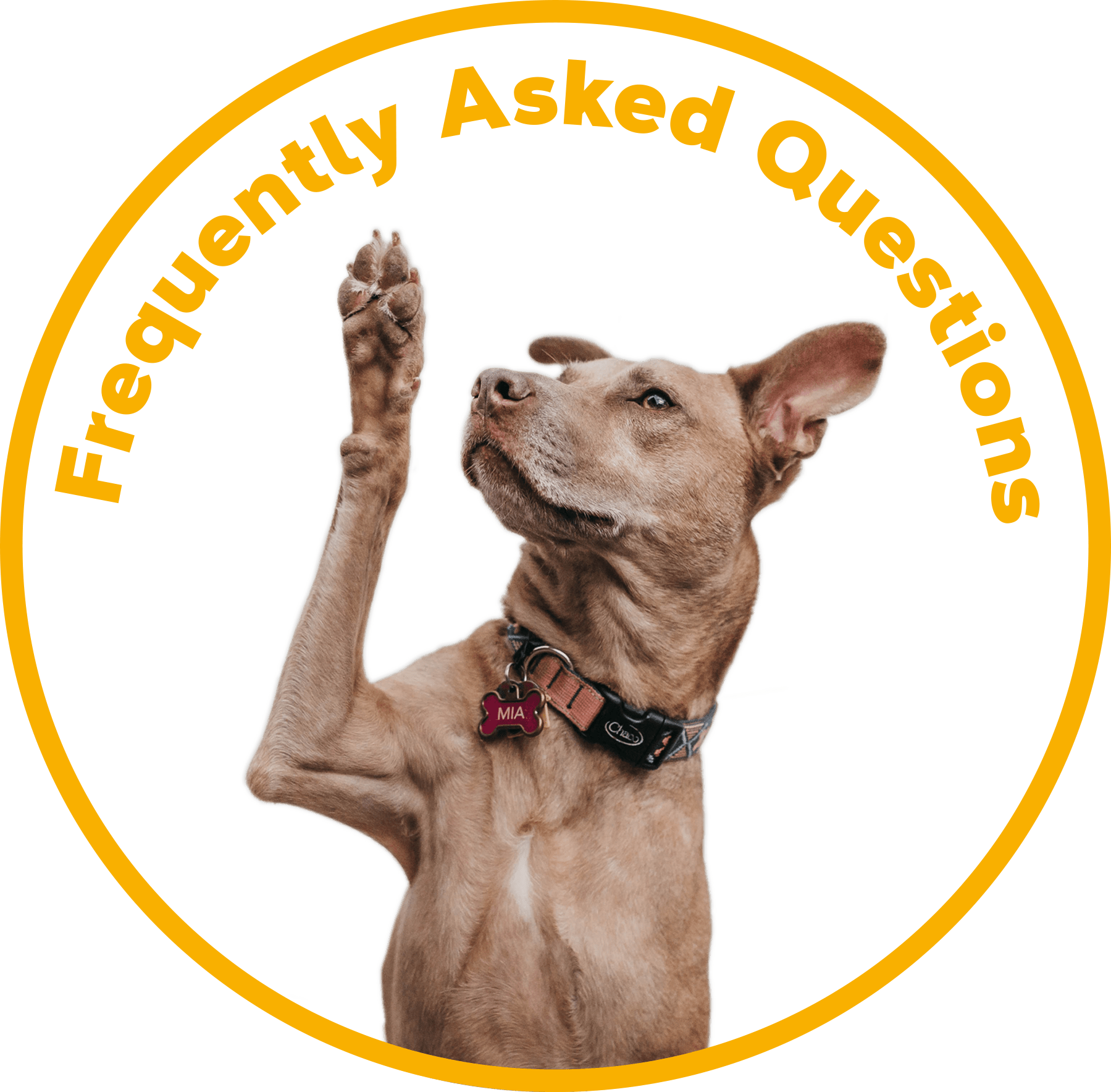 How we help Dementia Dog Project