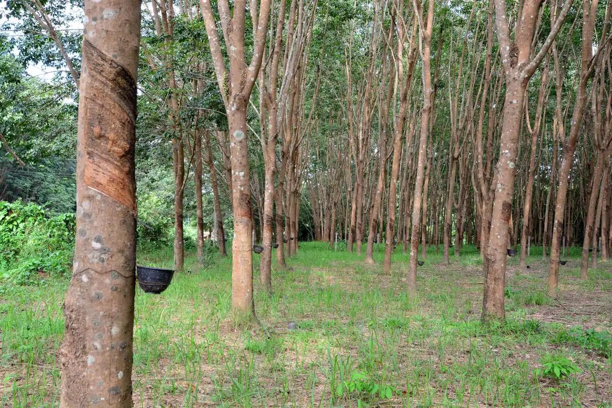 Benefits of Rubberwood