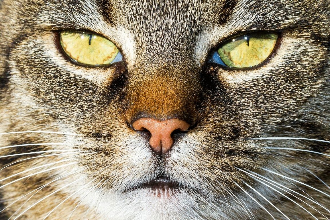 Service To Automatically Convert Images From Gif To Tiff Transloadit