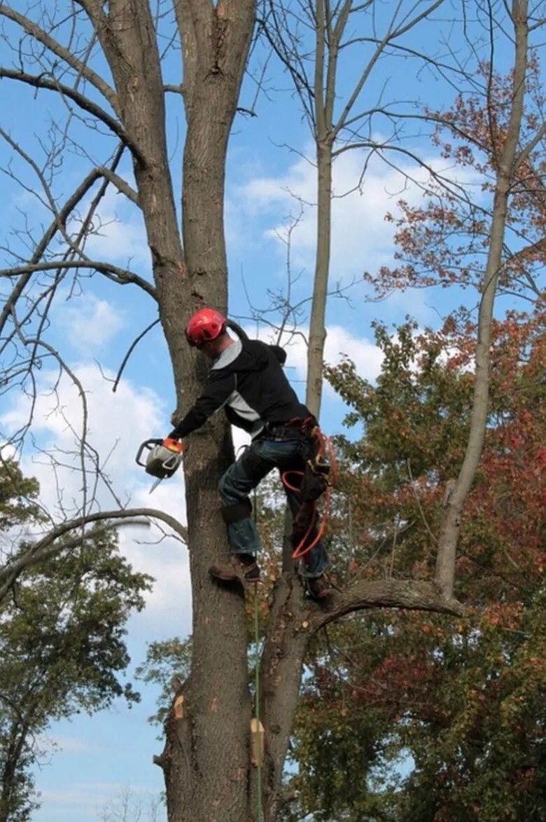 7 Tips For Choosing A Good Arborist Qualifications in Arboriculture
