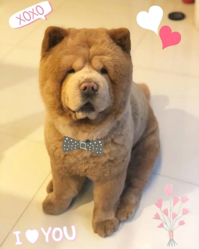 Meet Chowder This Dog Has Half a Million Instagram