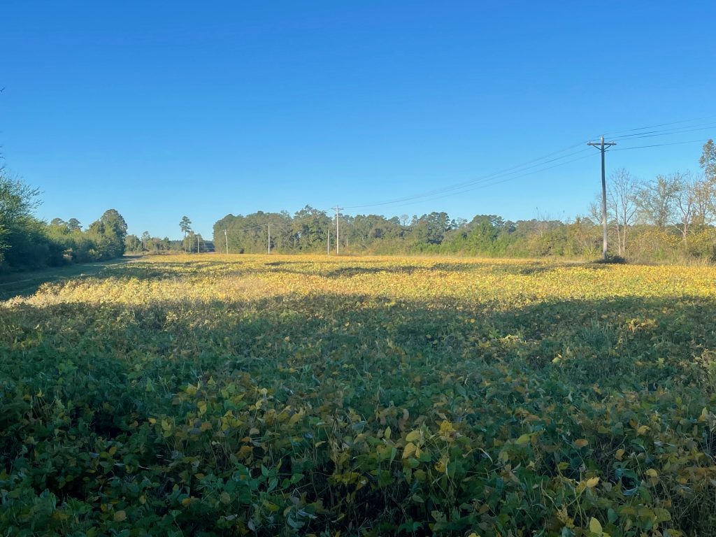 221 AC RIVERFRONT LILLINGTON, NC AUCTION SOLD Dempsey Auction Company