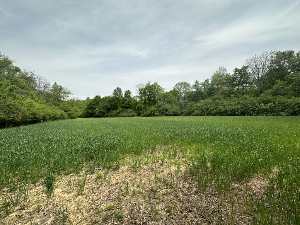 80± Acres on Terrapin Creek Piedmont, Cherokee Co, AL Absolute Estate