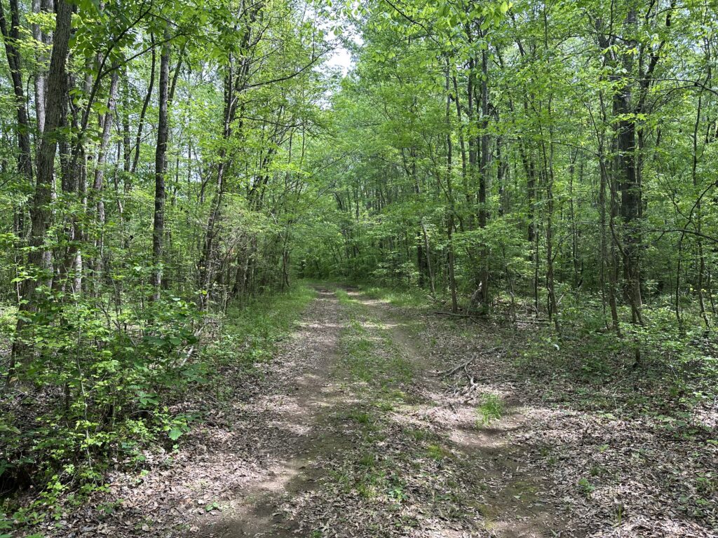 80± Acres on Terrapin Creek Piedmont, Cherokee Co, AL Absolute Estate