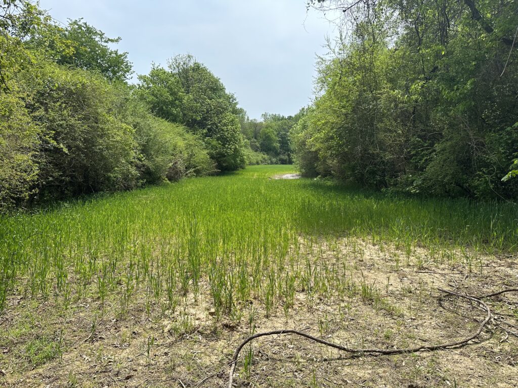 80± Acres on Terrapin Creek Piedmont, Cherokee Co, AL Absolute Estate