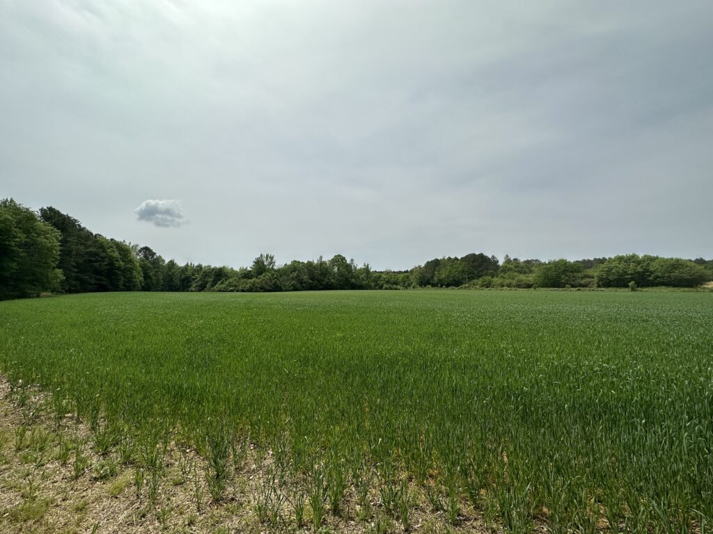 80± Acres on Terrapin Creek Piedmont, Cherokee Co, AL Absolute Estate