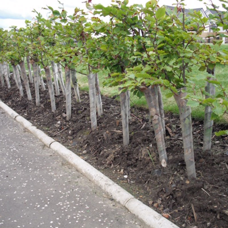 Spiral Tree Guards Dempsey Nurseries