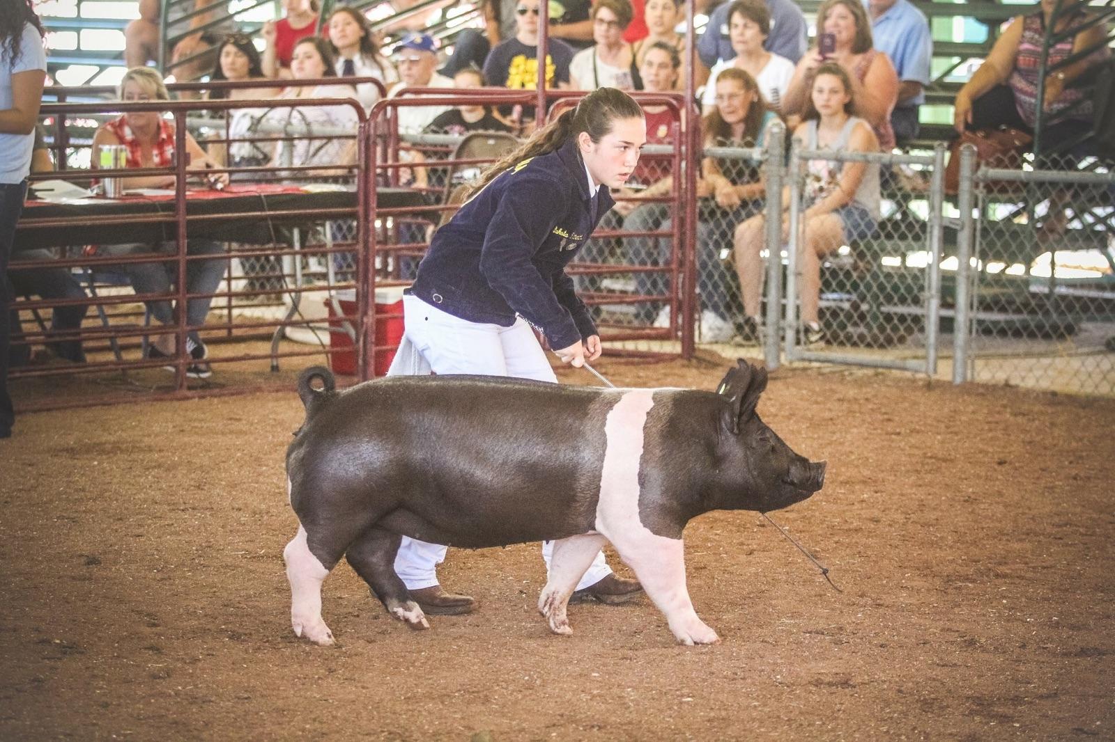 Hard Work and Long Hours Pay Off for Denair High FFA Students at Stanislaus County Fair