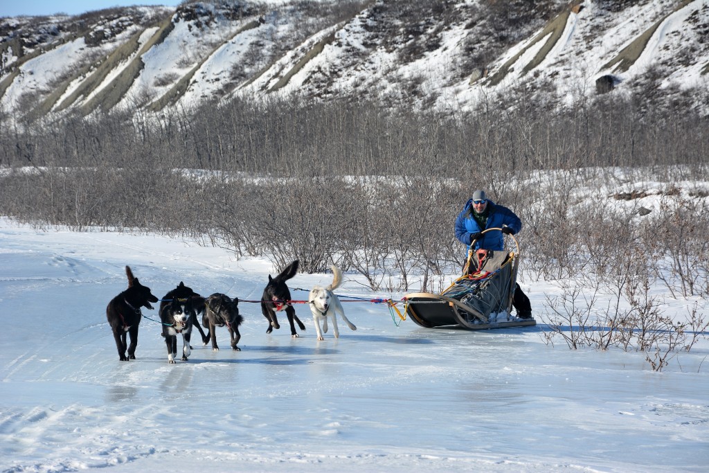 Alaska Dogsled Tours Denali Dog Sled Tours