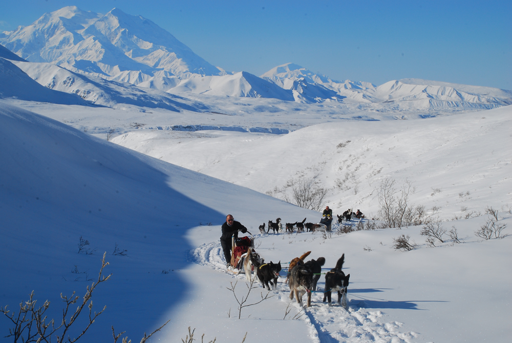Dog Sledding Q & A Denali Dog Sled Tours