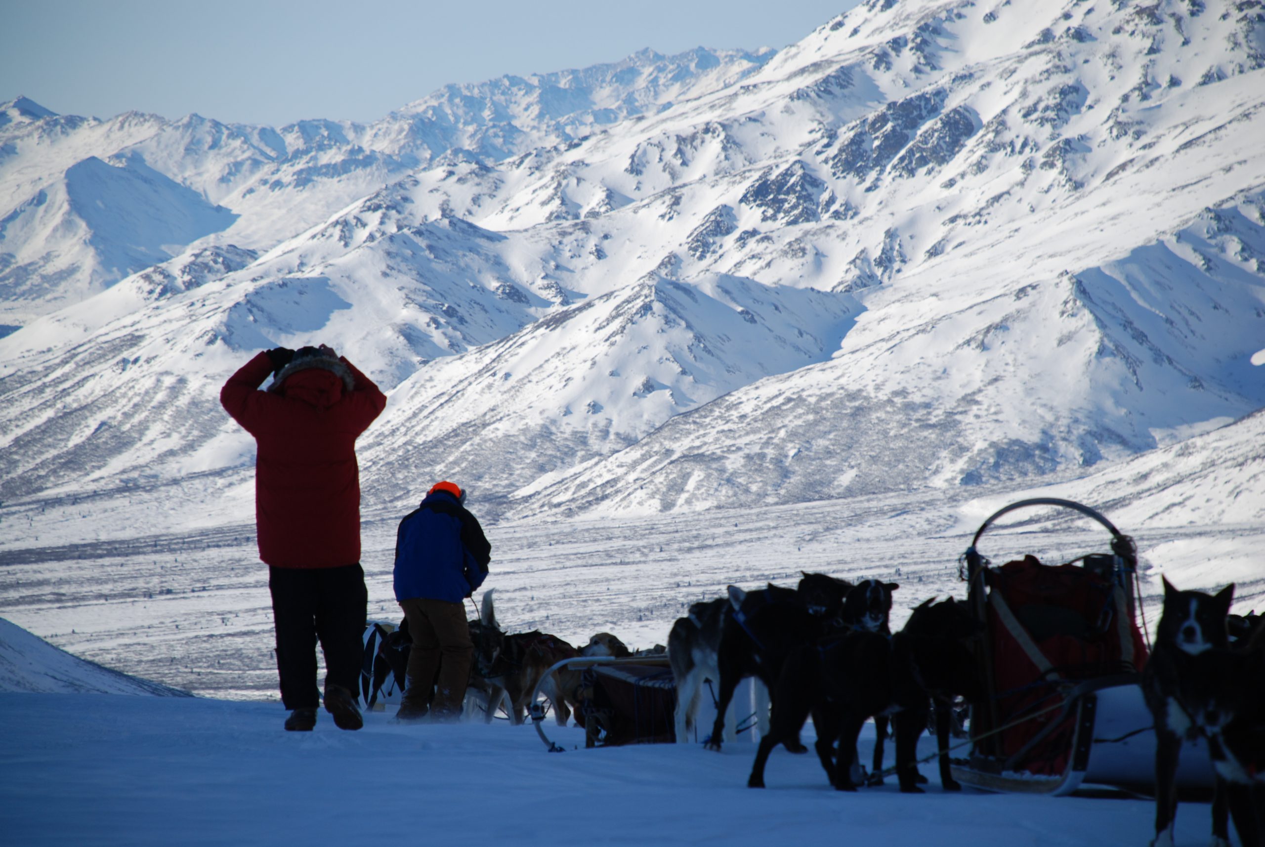 Denali Mushing Gallery Denali Dog Sled Tours