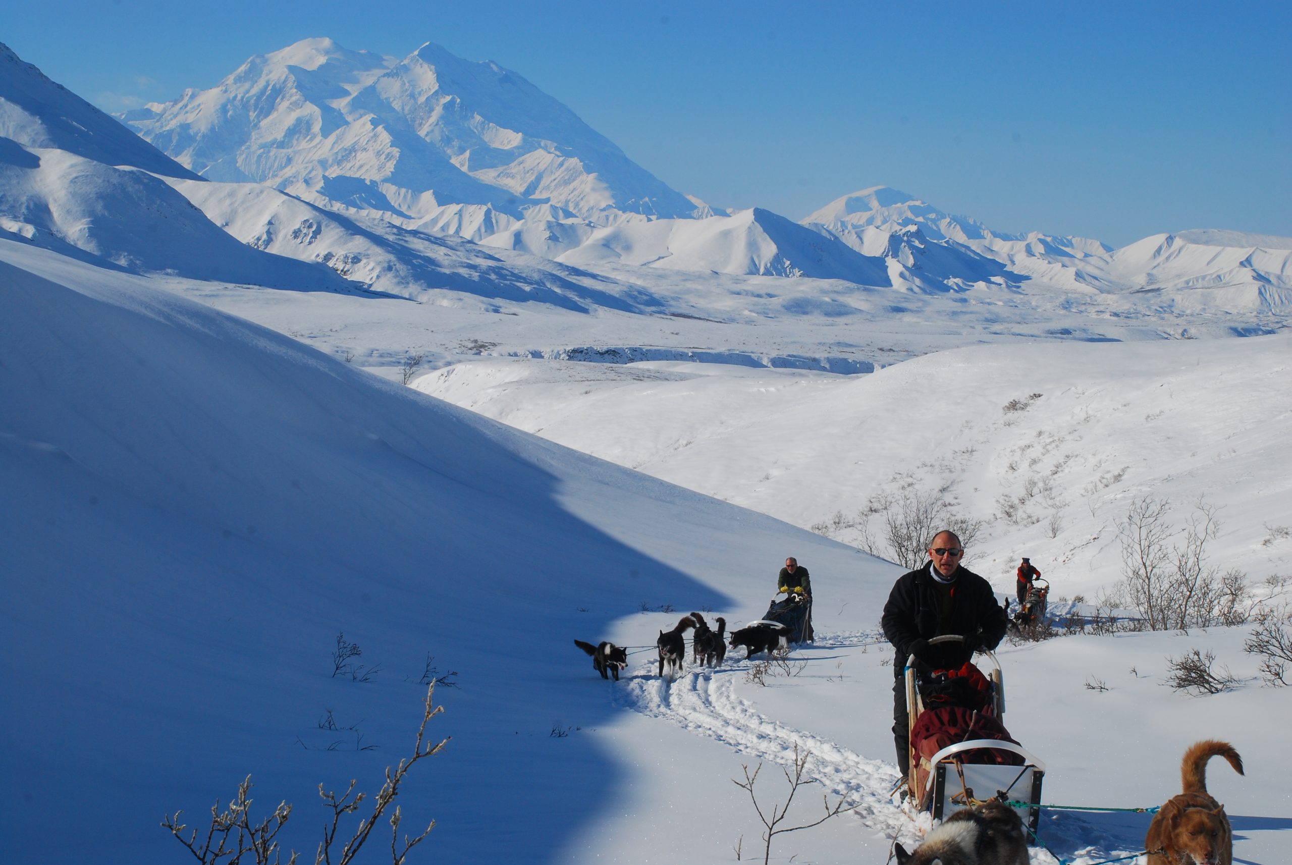 Denali Mushing Gallery Denali Dog Sled Tours