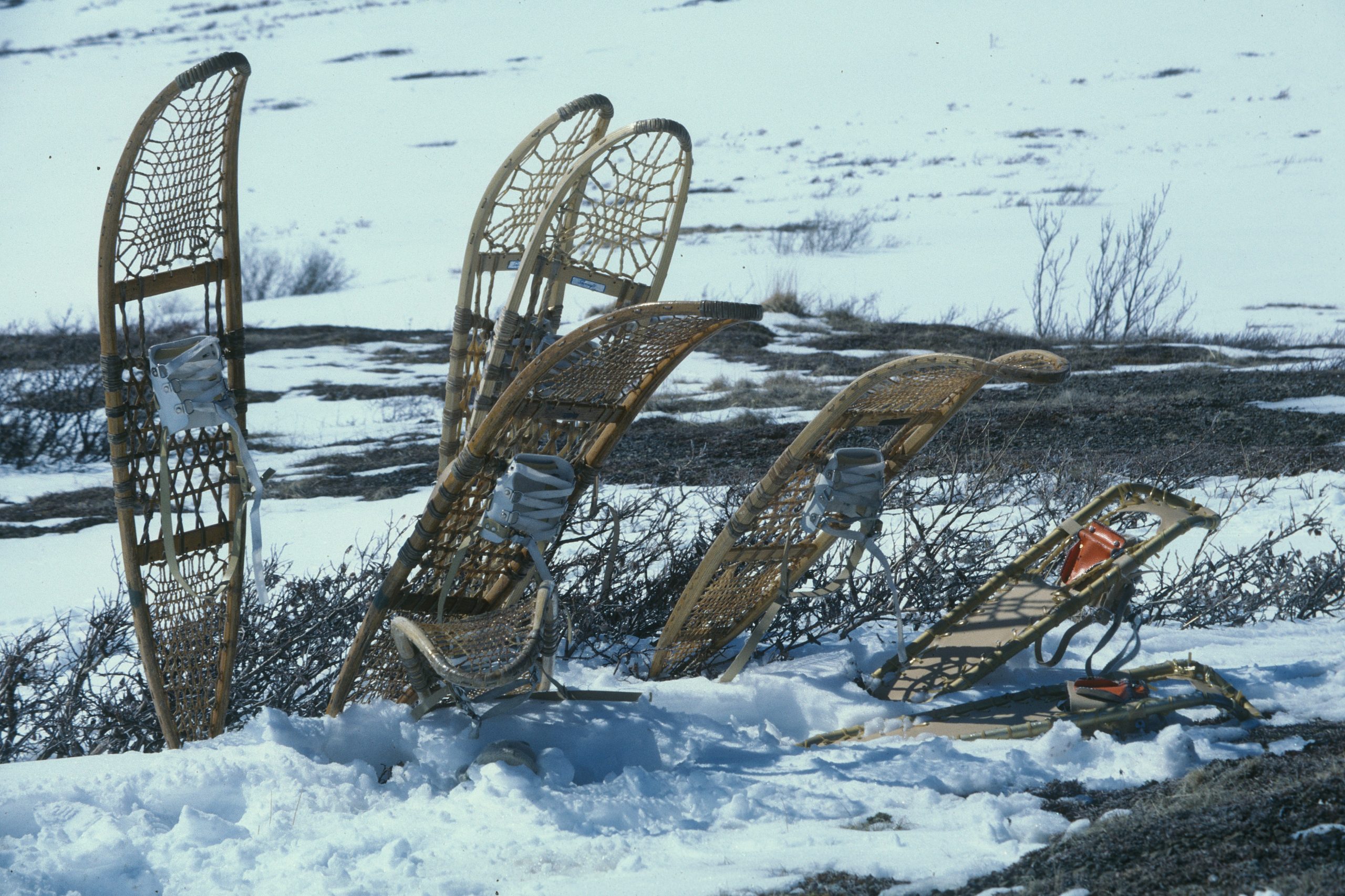 Snowshoes Denali Dog Sled Tours