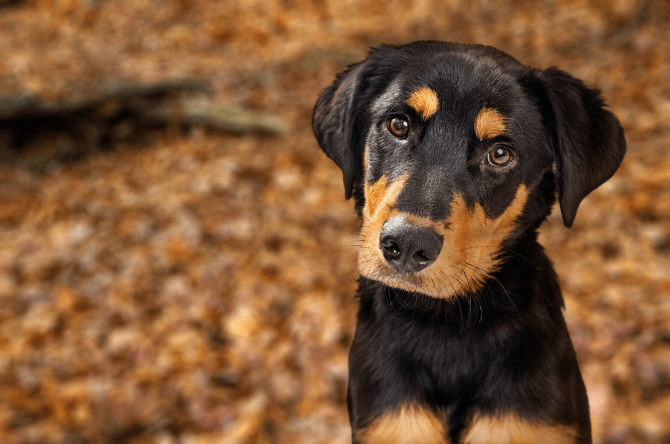 Rottweiler Lab Mix Principales datos y guía Descubre el mundo animal