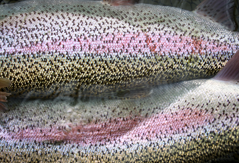 Rainbow Trout Rig Roundup Alaska Trout Fishing