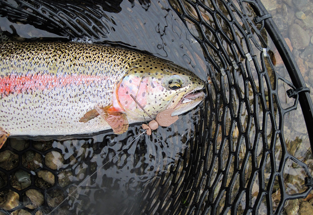Rainbow Trout Flies Our Favorite Trout Flies at Alaska West