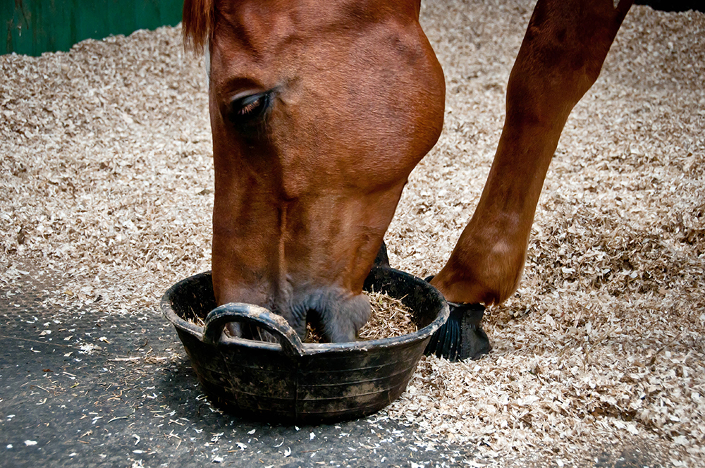 Horse Feed For Fussy Eaters, Fussy Horses Tips & Products