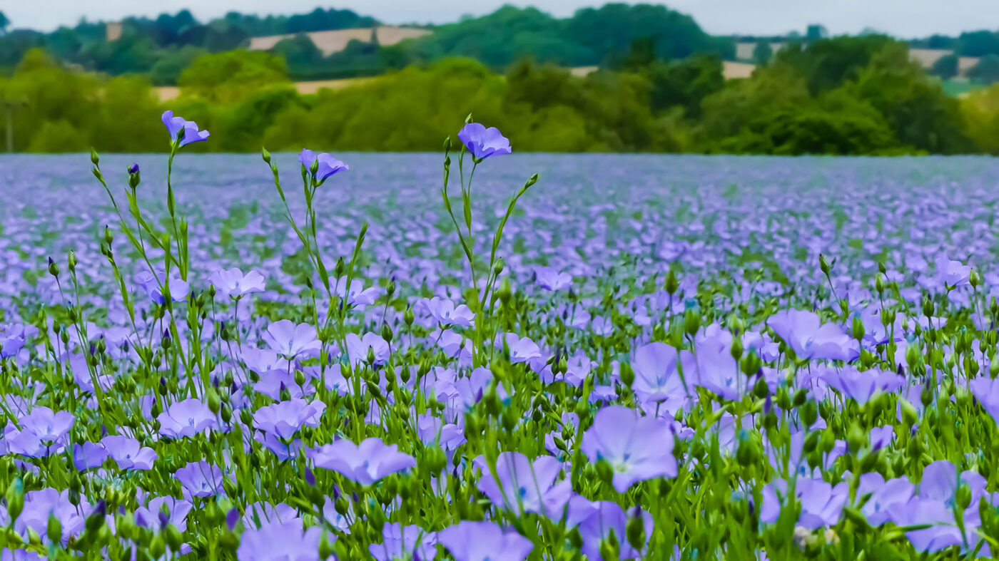 Micronized Linseed, Micronized Linseed For Horses