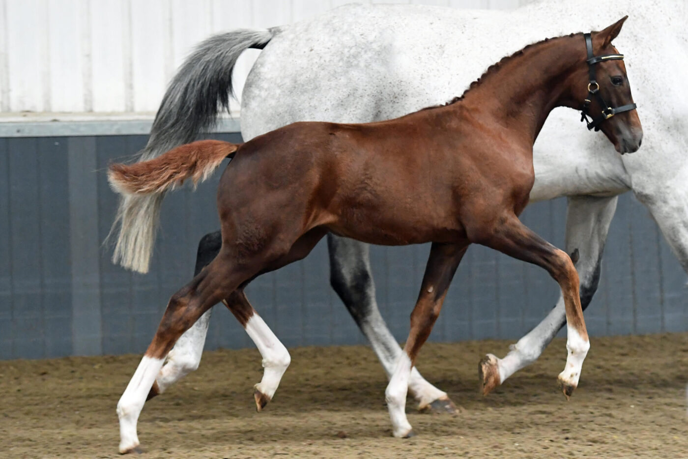 Sarah Oppenheimer’s Top Tips For Weaning Horses Dengie Horse