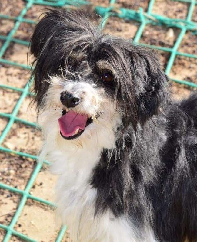 Denia Dogs e.V. Oskar / reserviert