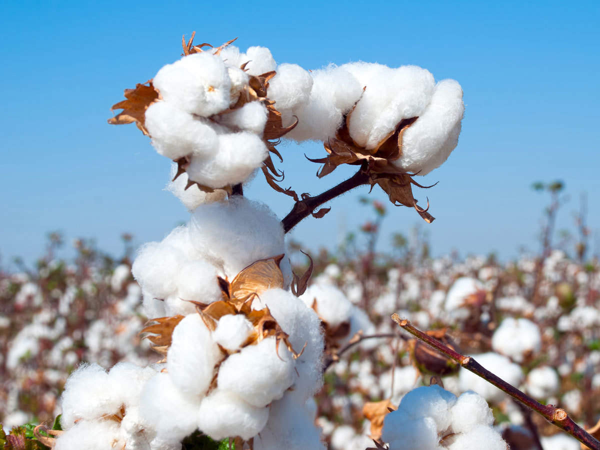 Australian cotton exports are estimated to hit 3.5 billion