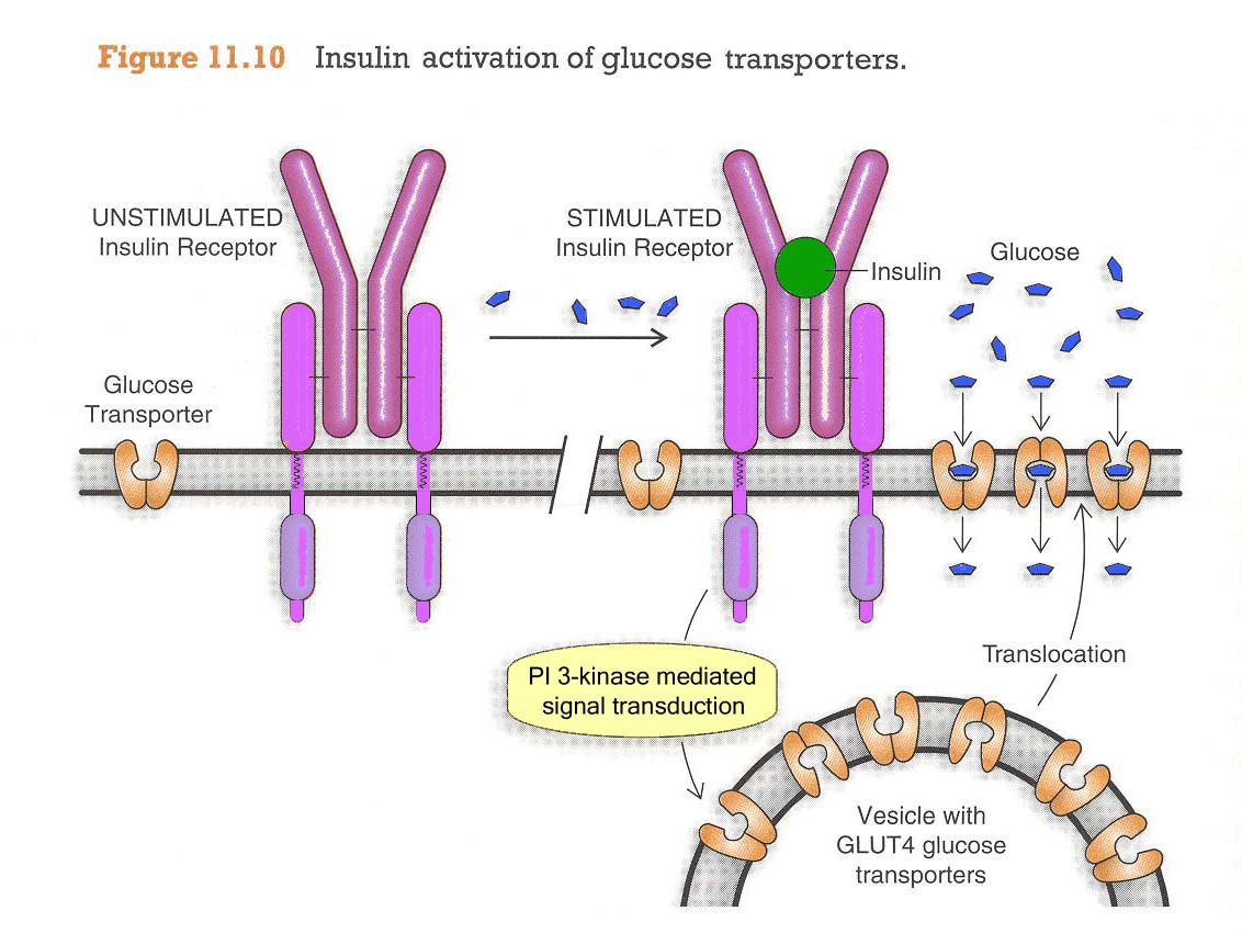 Glut 4 Receptors