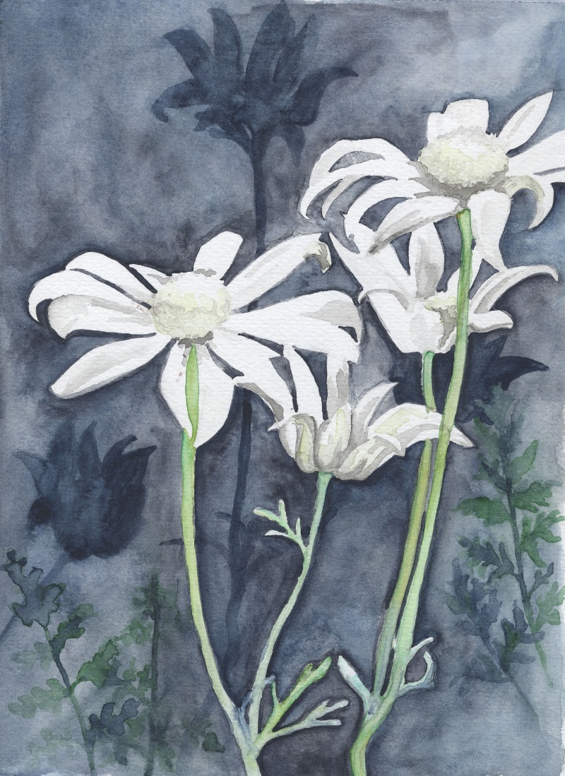 Flannel Flowers 2014 Denise Faulkner