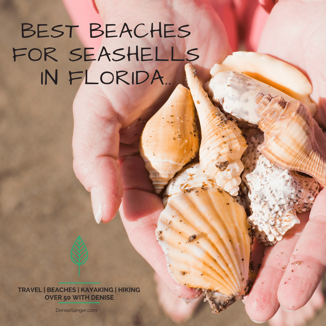 Best beaches for seashells in Florida. Travel for Women 50