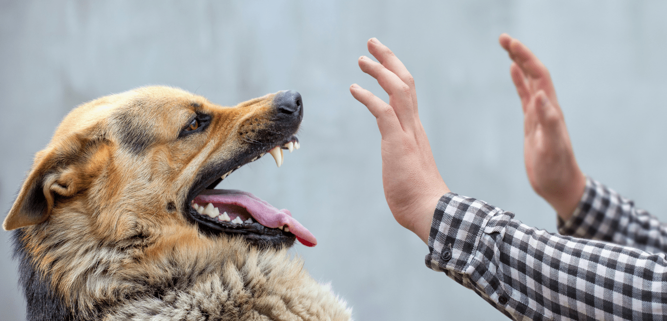 New Port Richey Dog Bite Lawyer Denmon Pearlman
