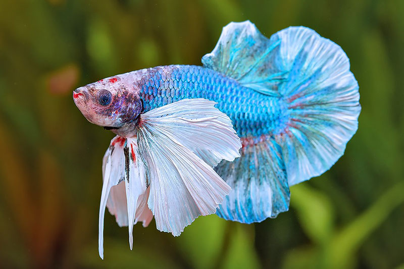 Betta Aquarium Dennerle Plants