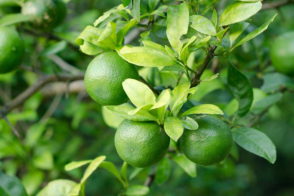 limetrees Dennick FruitSource