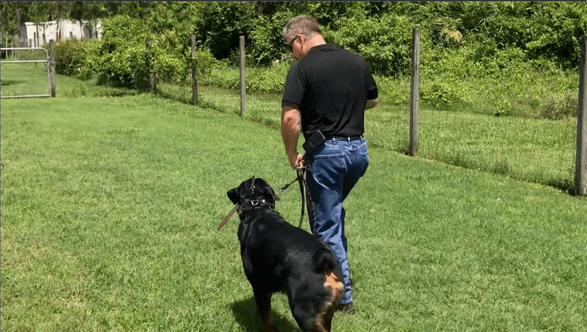 Rottweiler obedience training Dennis Dalia