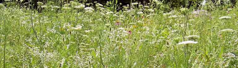 How To Get Rid Of A Lawn Full Of Weeds And Renovate It?