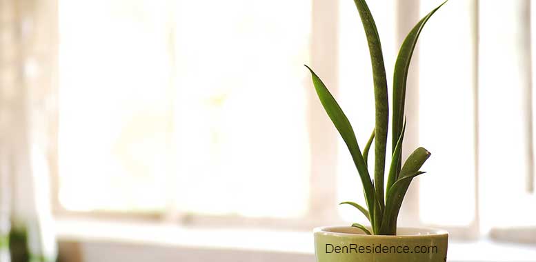 How Fast Do Snake Plants Grow On Various Stages?