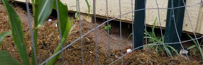 Will Mothballs Keep Squirrels Out of Flower Pots And How?