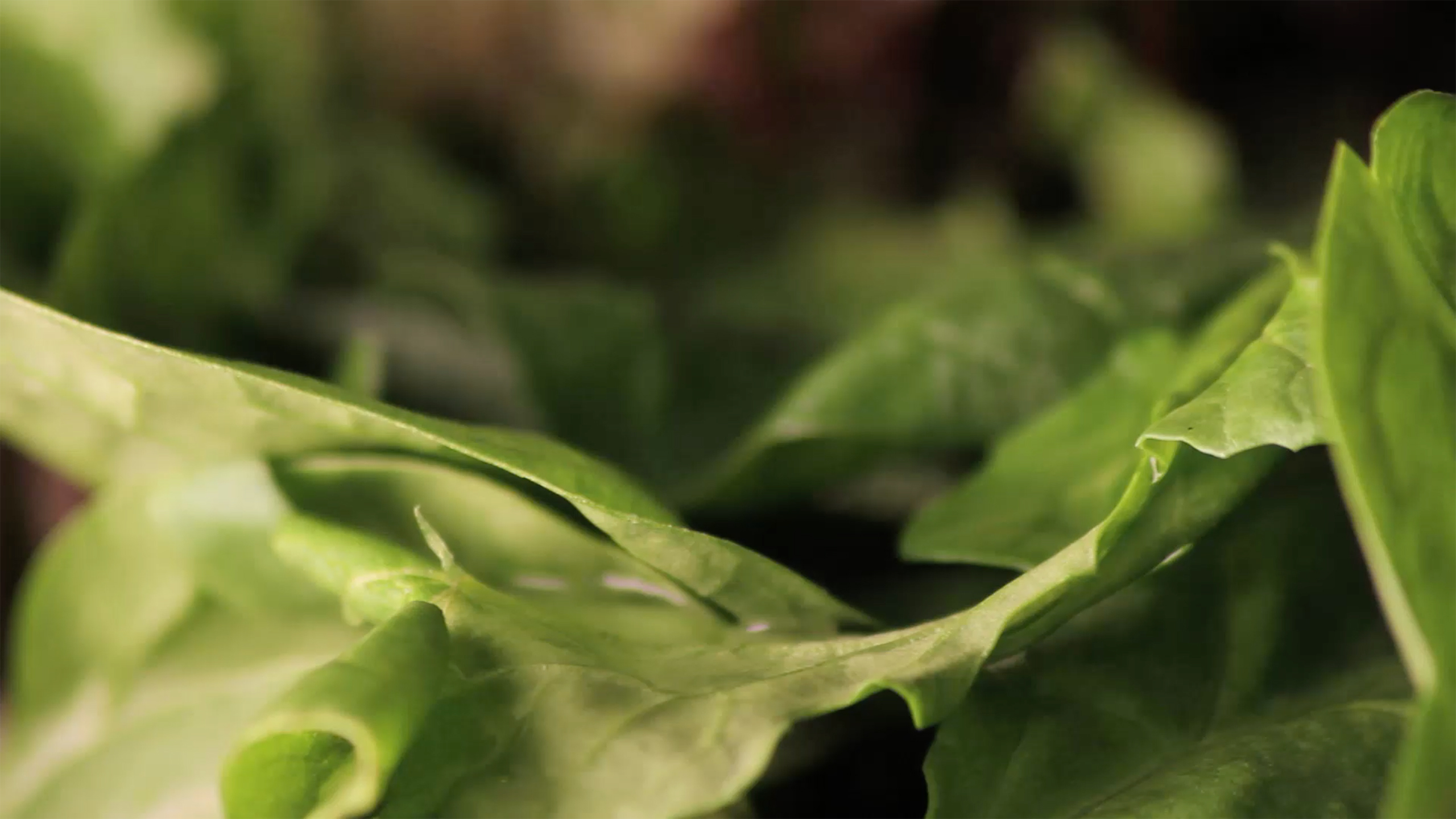 Cafeteria Den Rullende Kok