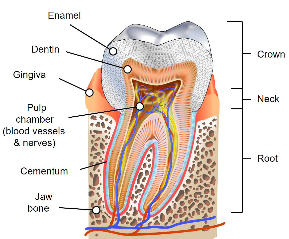 WHAT ARE TEETH MADE OF? DENTAL360