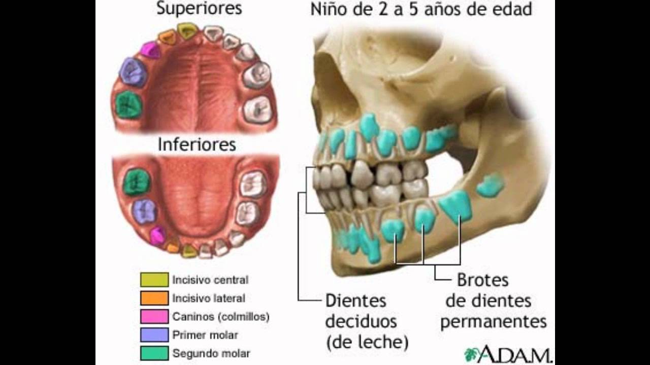 El Diente, Anatomia, Funcion, Cuidados. dentaltvweb