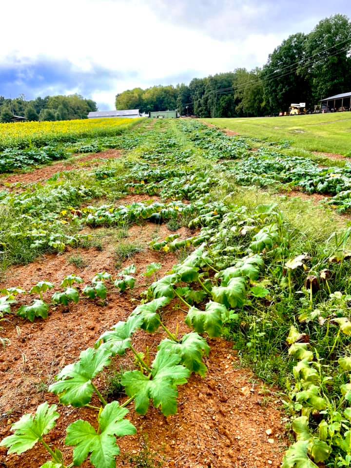 Fun on the Farm Denton Farmpark