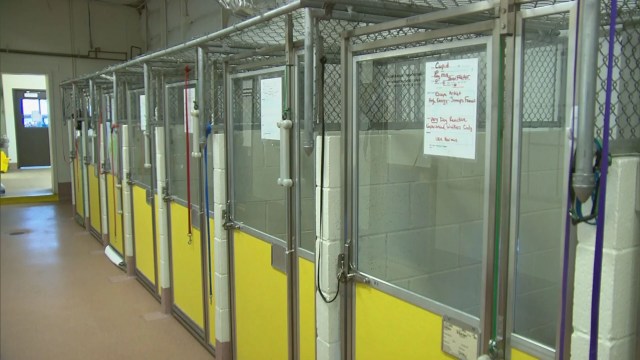 Maxfund Animal Adoption Center – Cbs Denver