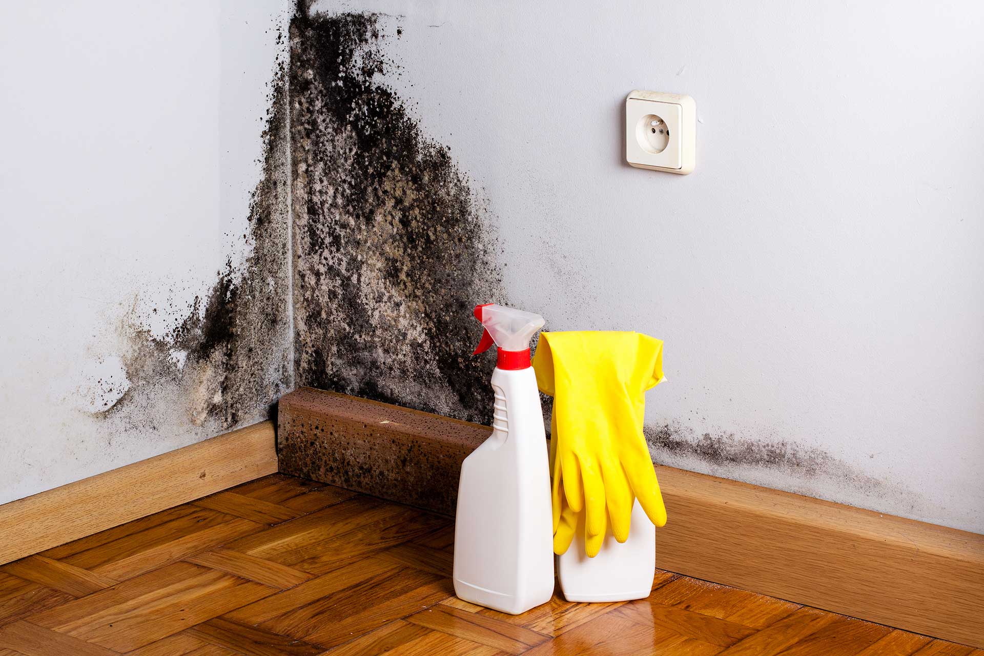 1 Mold Remediation Denver & Aurora Anatom Restoration