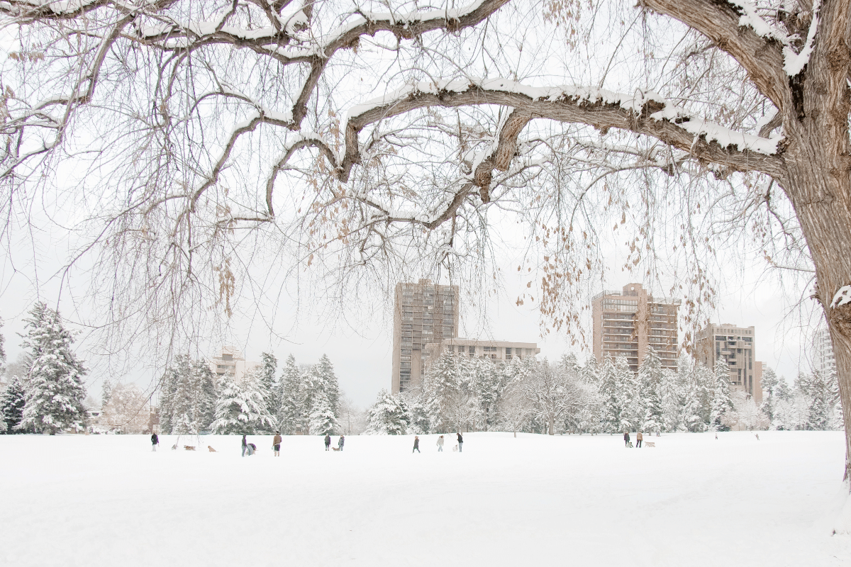 Safeguarding Your Trees for Winter in Colorado Winter Tree and Lawn