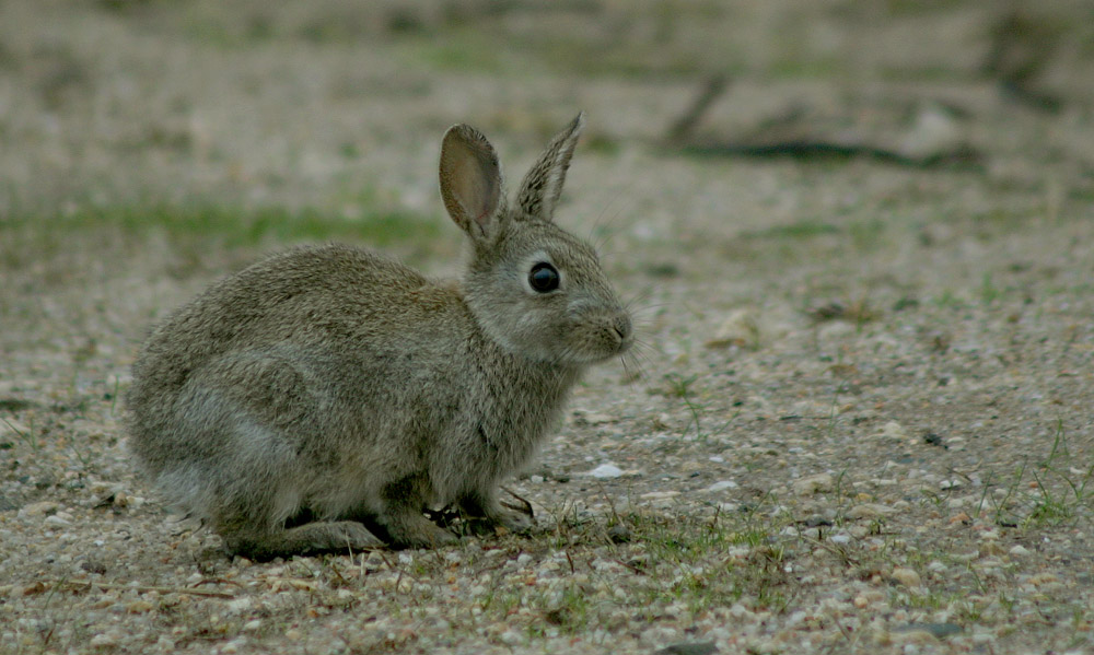 Rabbit Oryctolagus cuniculus Deography by Dylan ODonnell