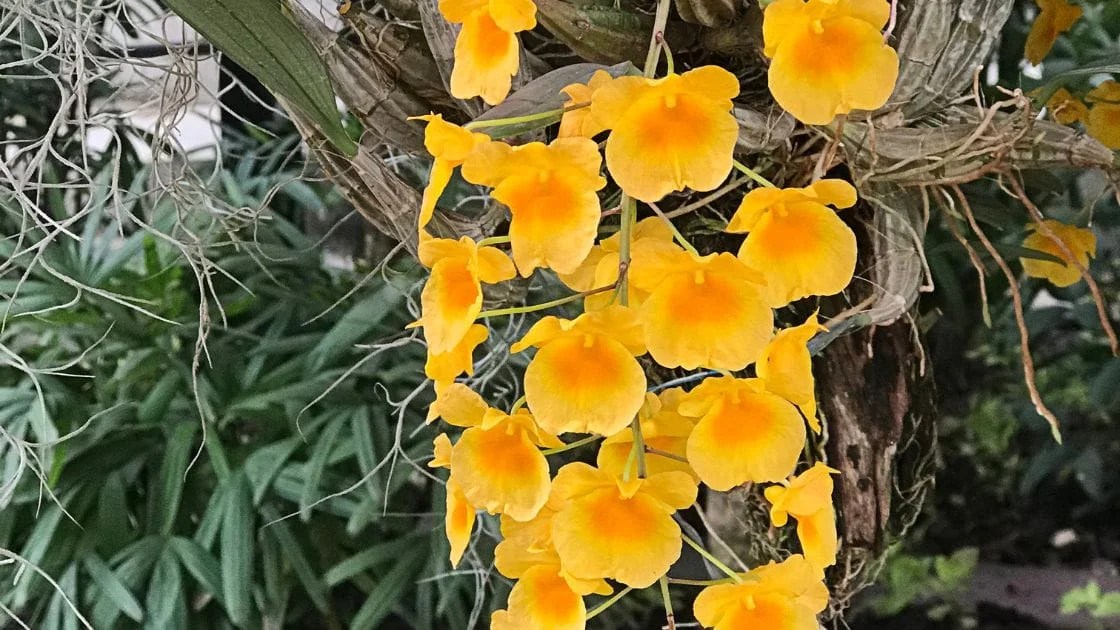 10 Jenis anggrek Dendrobium De Orchids(03)