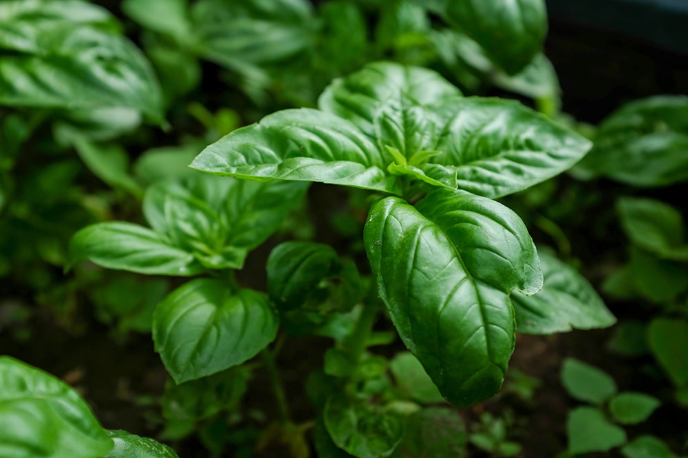 BASIL POWDER BENEFITS Natural Skin Care