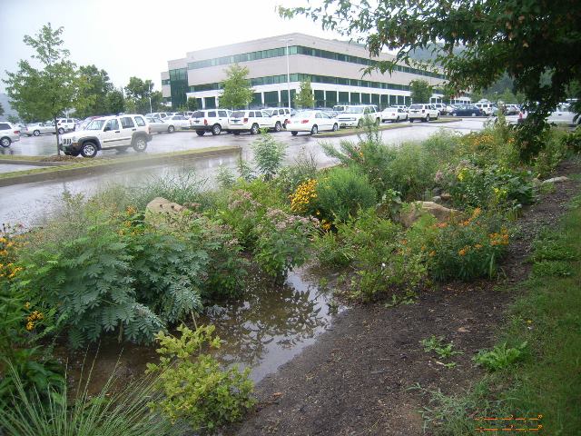 Rain garden resources