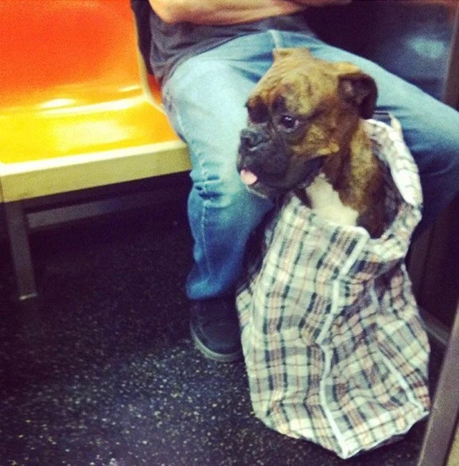 New York Subway Bans Dogs Unless They Fit In a Bag Depend On Dogs