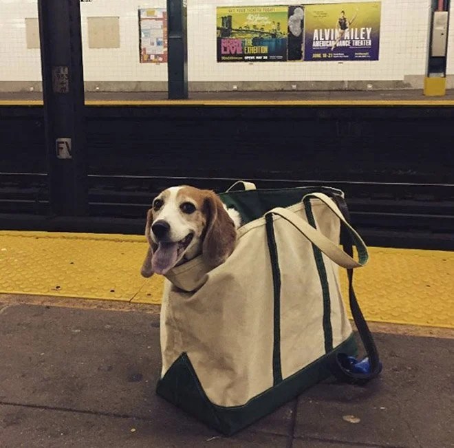 New York Subway Bans Dogs Unless They Fit In a Bag Depend On Dogs
